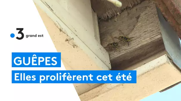 Guêpes : une prolifération record pour l'été 2022, des professionnels interviennent