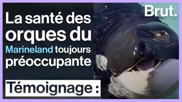 Marineland : la santé des orques toujours préoccupante