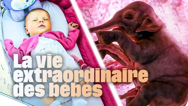 Le monde des bébés décrypté par la science