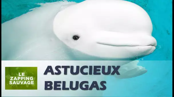 L&#039;astuce insolite du beluga - ZAPPING SAUVAGE 54