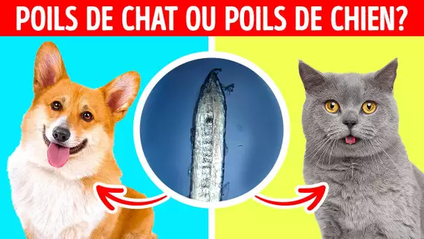 POILS DE CHAT OU POILS DE CHIEN ? PARTIES DU CORPS HUMAIN SOUS LE MICROSCOPE x1000