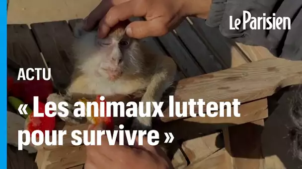 Au zoo de Rafah, les animaux meurent à petit feu