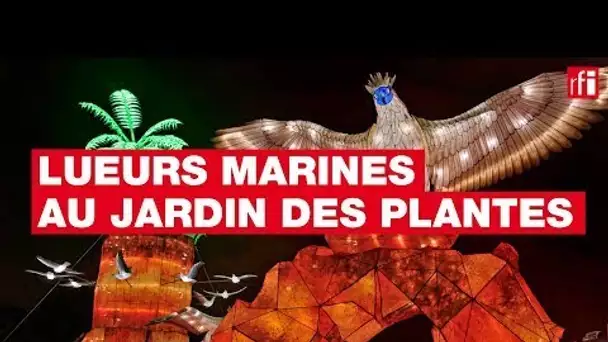 Lueurs marines au Jardin des plantes