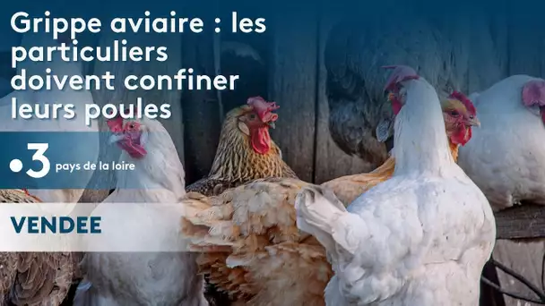 Grippe aviaire : les particuliers doivent confiner leurs poules