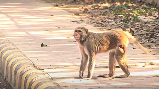 Leur mission, sauver les singes errants