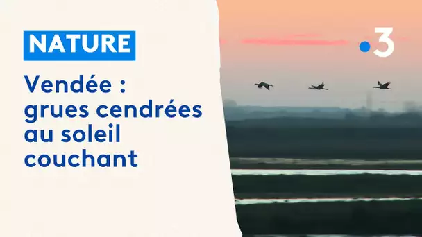 Le retour des grues cendrées