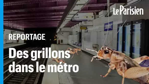 L'étonnante histoire des grillons du métro parisien