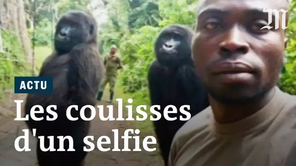 Qui sont les deux gorilles sur le selfie ?