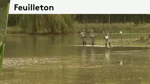 feuilleton 1