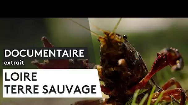 Documentaire. "Loire, terre sauvage" (Extrait)