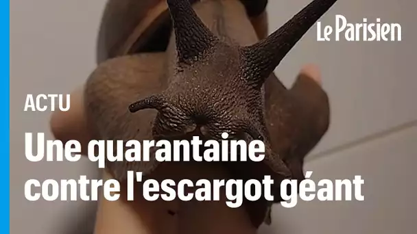 Les escargots géants envahissent la Floride :  «Ils peuvent transmettre la méningite à l'homme»