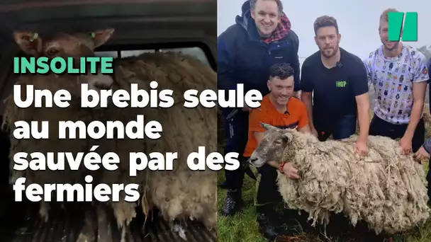Opération sauvetage pour secourir le mouton le plus isolé du Royaume-Uni