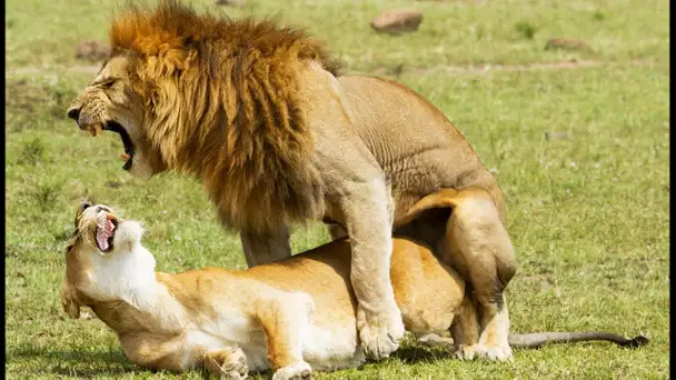 Sexe : comment font les lions ? - ZAPPING SAUVAGE