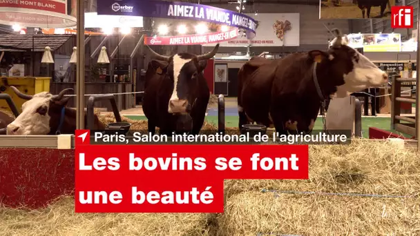 Salon international de l'agriculture : les bovins se font une beauté • RFI