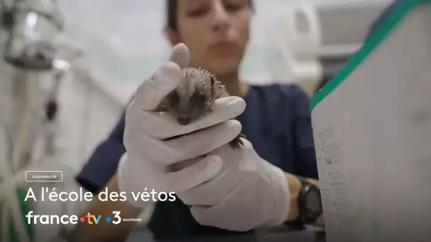 "À l'école des vétos", un feuilleton en immersion à l'École nationale vétérinaire de Toulouse (ENVT)