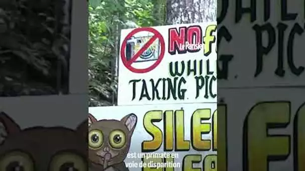 Un vloggeur accusé de maltraitance sur des tarsiers, un primate menacé
