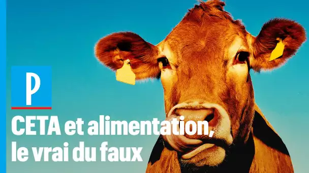Du bœuf nourri au bœuf dans nos assiettes ? Du soja OGM ? Le vrai / faux du CETA