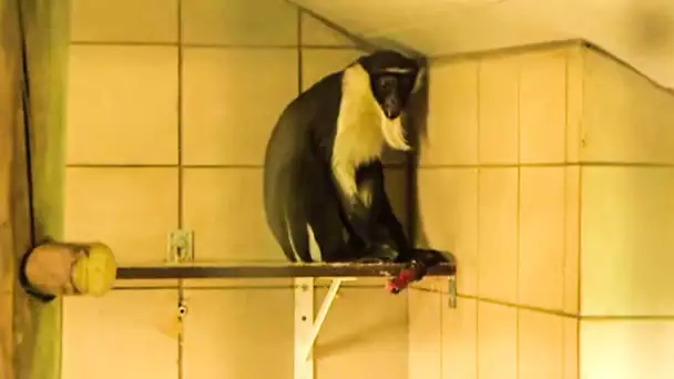 Quand un singe fait une dépression...