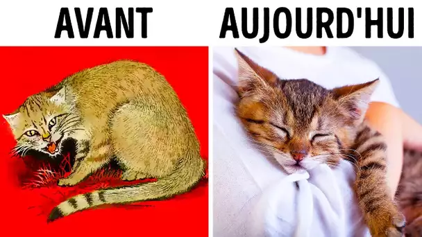 Comment les chats nous ont domestiqués (deux fois !)