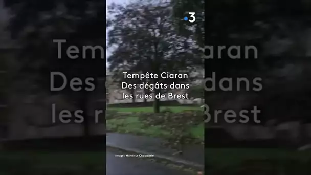 #shortsyoutube Tempête Ciaran. Des dégâts dans les rues de Brest.  #bretagne #actualités #info