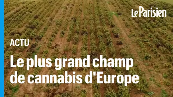 Une gigantesque ferme de 415 000 plants de cannabis découverte en Espagne