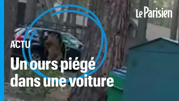 États-Unis : la police libère un ours... coincé sur la banquette d'une voiture