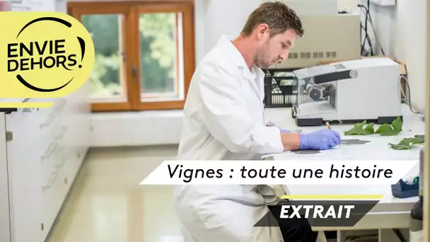 Envie dehors : l'avenir de la vigne est dans les labos