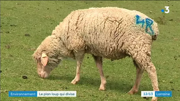 Le 'plan loup' ne satisfait personne