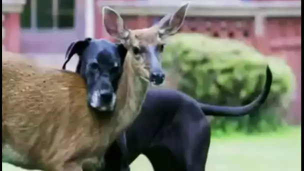 Amitié incroyable entre chien et biche - ZAPPING SAUVAGE