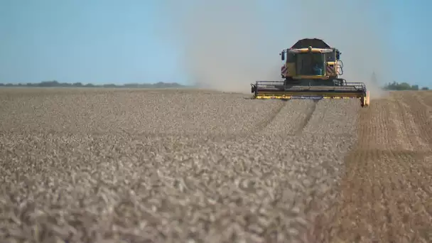 Les moissons de blé en avance dans la Somme au début de l'été 2022