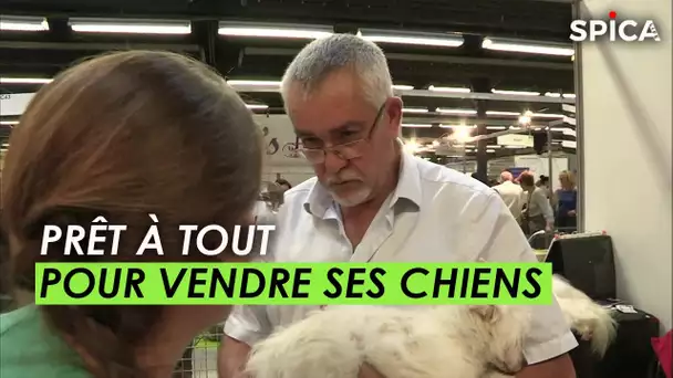 Prêts à tout pour vendre ses chiens !