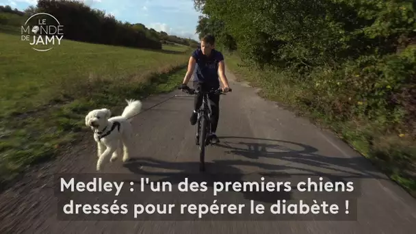 Le meilleur du monde de Jamy – Medley, l’un des premiers chiens dressés pour repérer le diabète !