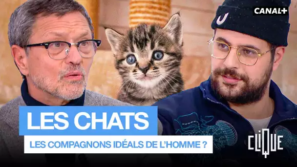 Pourquoi les chats sont les meilleurs amis des hommes ? - CANAL+