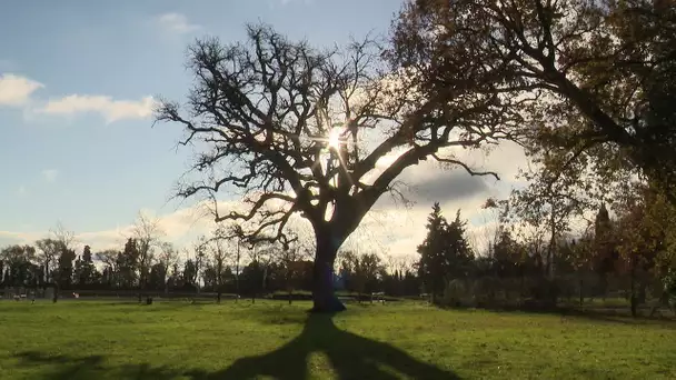 Le Chêne du lycée agricole de Castelnaudary représente l'Occitanie au concours de l'arbre de l'année