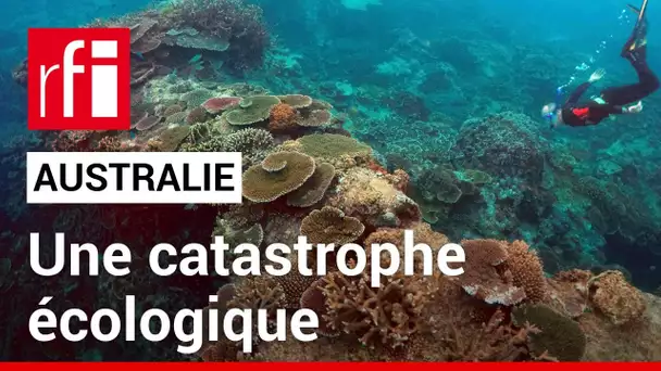 Australie : pourquoi une telle dégradation des coraux ? • RFI
