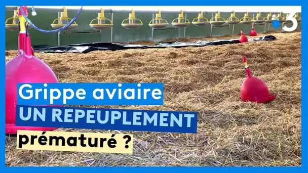 Grippe aviaire : un repeuplement des élevages prématuré ?