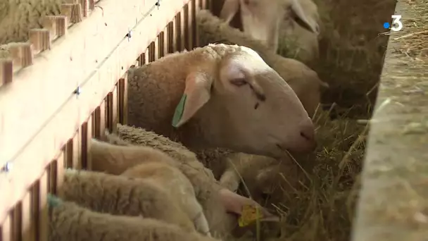 Var : réunis en association, les éleveurs créent un abattoir