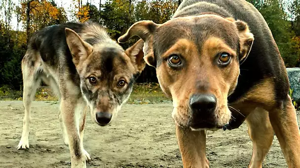 Bella et Gros Chaton se font attaquer par des coyotes 😨| L'Incroyable aventure de Bella | Extrait VF