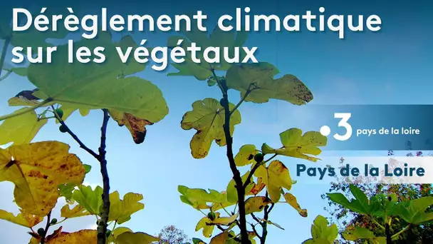 Environnement : Incidences dérèglement climatique sur végétaux