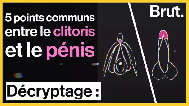 5 points communs entre le clitoris et le pénis