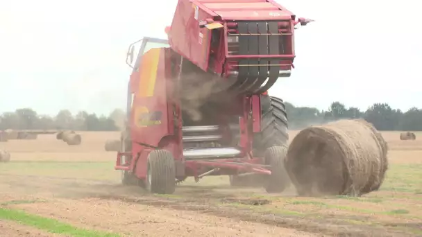 Le Neubourg (27) : la récolte du lin a commencé dans l'Eure