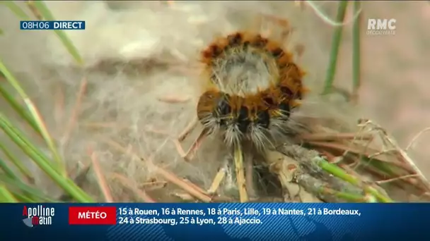 Invasion de chenilles urticantes dans le Grand Est