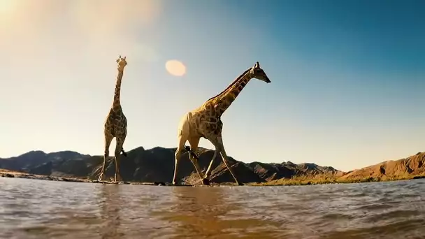 Giraffes like never before | High Drama on Tall Legs