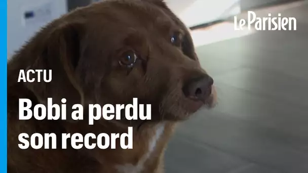 Bobi perd le titre de plus vieux chien au monde