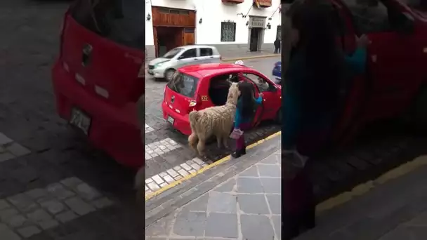 Un lama prend le taxi à Cuzco au Pérou