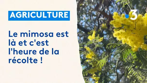 Le mimosa est là et c'est l'heure de la récolte