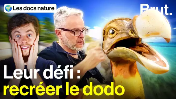 Ils veulent recréer cet oiseau mythique devenu le symbole de l'extinction des espèces