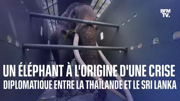 Un éléphant à l'origine d'une crise diplomatique entre le Sri Lanka et la Thaïlande