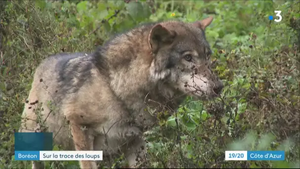 Loups du parc Alpha (06) : le travail des agents de l'Office Français de la Biodiversité