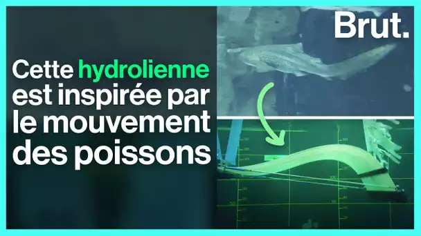 Ils développent une hydrolienne inspirée par le mouvement des poissons